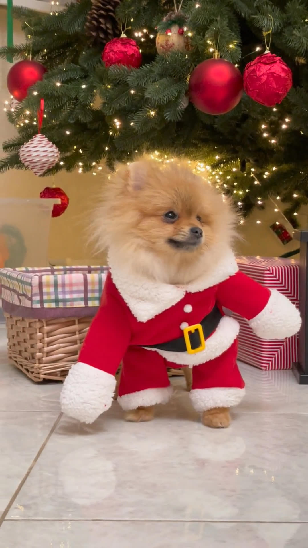 dog costume