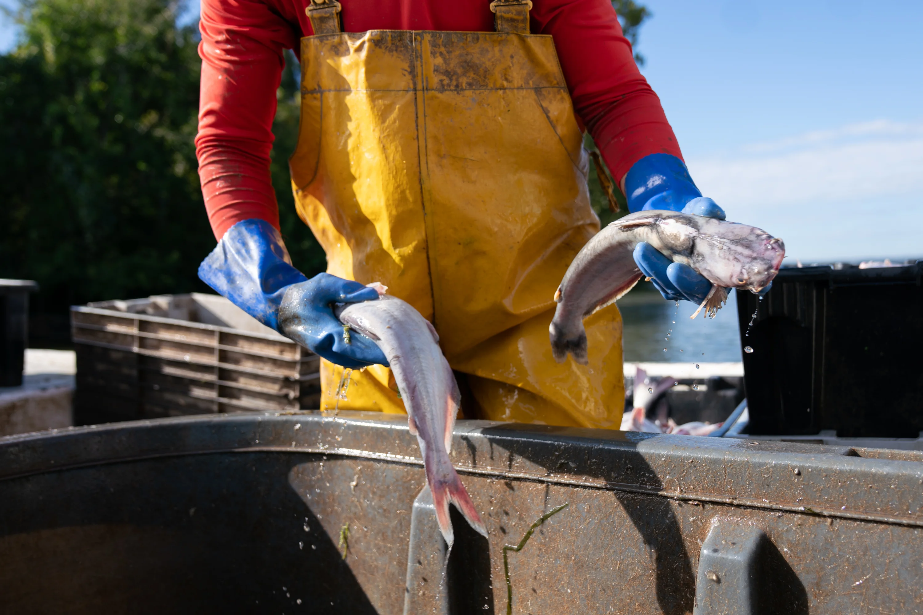 When an invasive fish is also tasty, Maryland schoolkids can help…